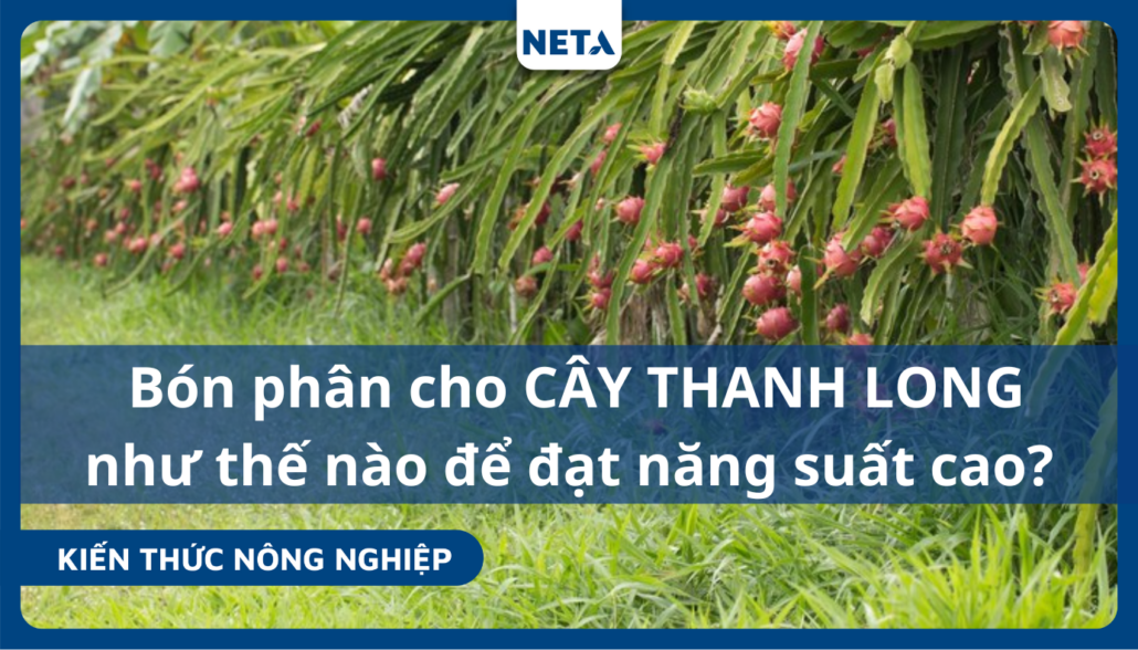 Bon-phan-cho-cay-thanh-long