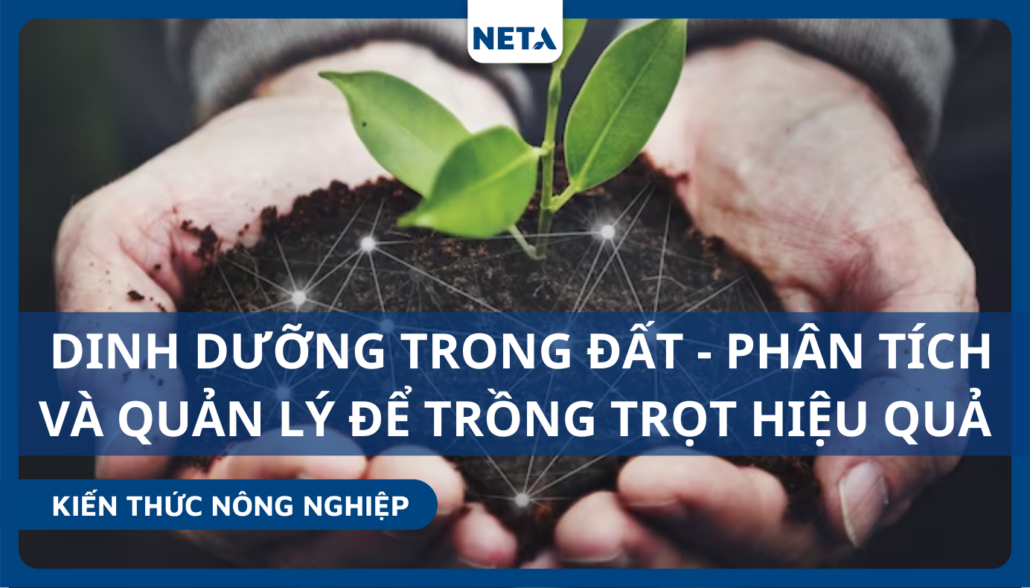 Dinh-duong-trong-dat