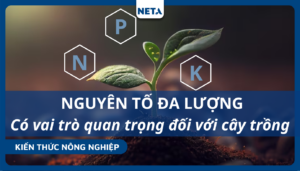 Nguyen-to-da-luong