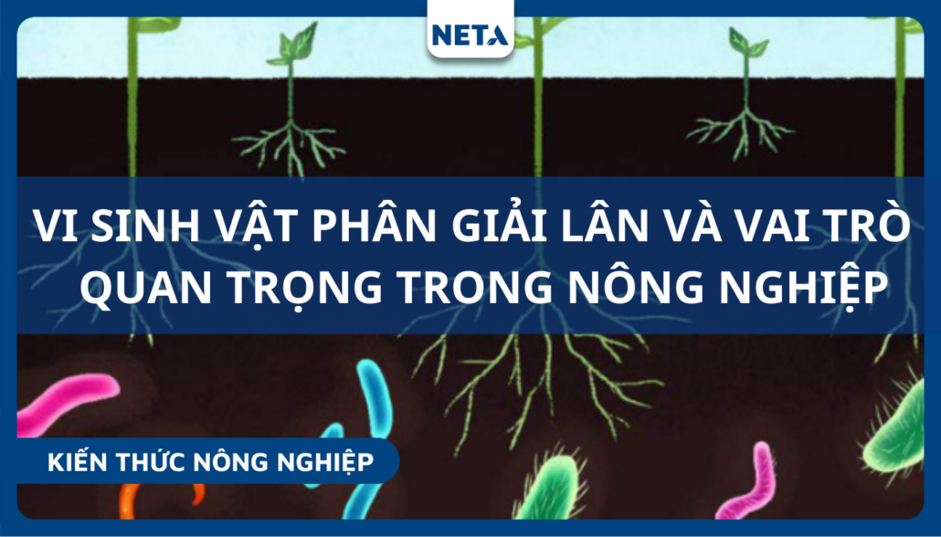 Vi-sinh-vat-phan-giai-lan