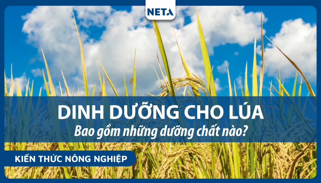 dinh-duong-cho-lua