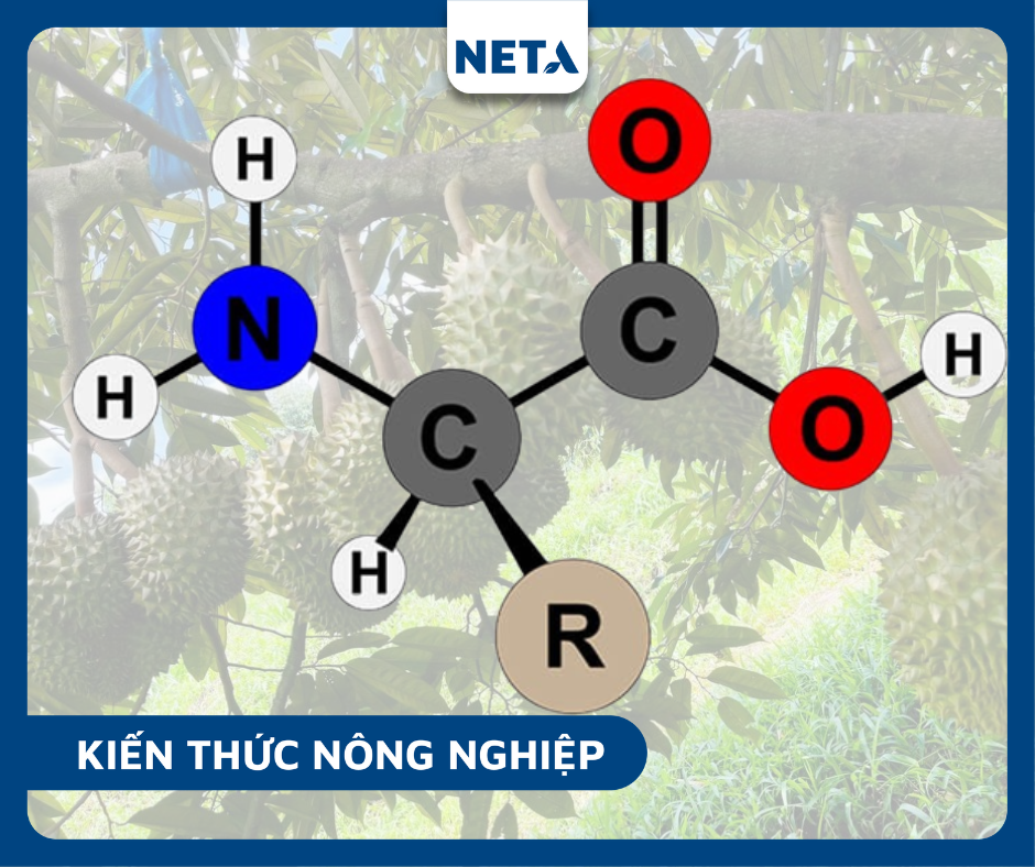 Amino-axit-doi-voi-cay-trong-la-hop-chat-huu-co-sinh-hoc-co-vai-tro-quan-trong