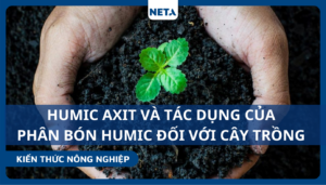 Humic-axit