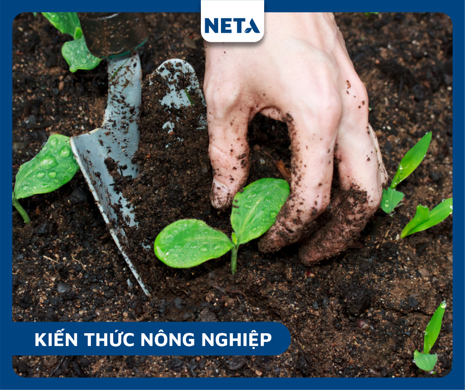 Humic-axit-hinh-thanh-tu-phan-huy-tan-du-thuc-vat-trong-dieu-kien-yem-khi