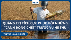 Phuc-hoi-nhung-canh-dong-chet