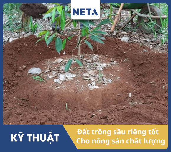 Can-chuan-bi-dat-trong-sau-rieng-phu-hop-de-giup-cay-phat-trien-tot