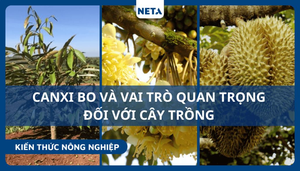 Canxi-bo-doi-voi-cay-trong