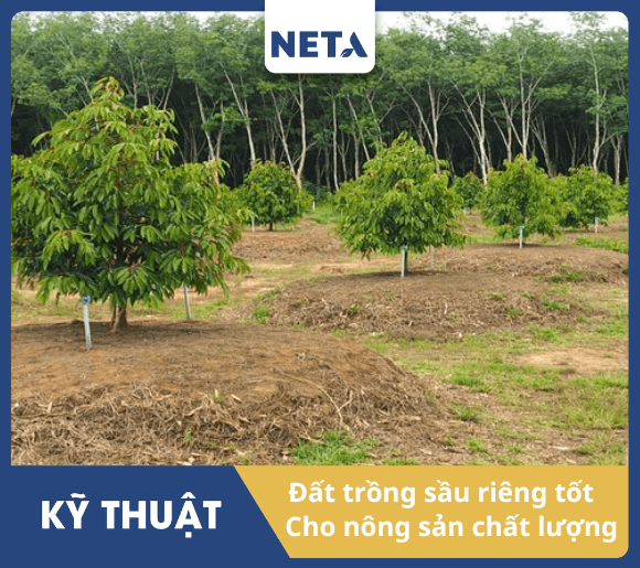 Lua-chon-dat-trong-sau-rieng-phu-hop-giup-cay-sinh-truong-va-phat-trien-tot