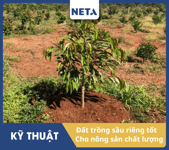 Mot-so-yeu-cau-ve-dat-trong-sau-rieng-phu-hop