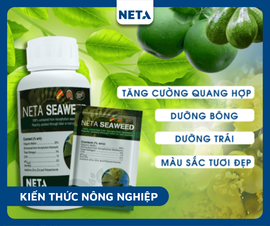 Phan-bon-la-huu-co-tao-nau-ascophyllum-nodosum-chat-luong-neta-seaweed
