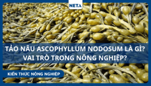 Tao-nau-ascophyllum-nodosum