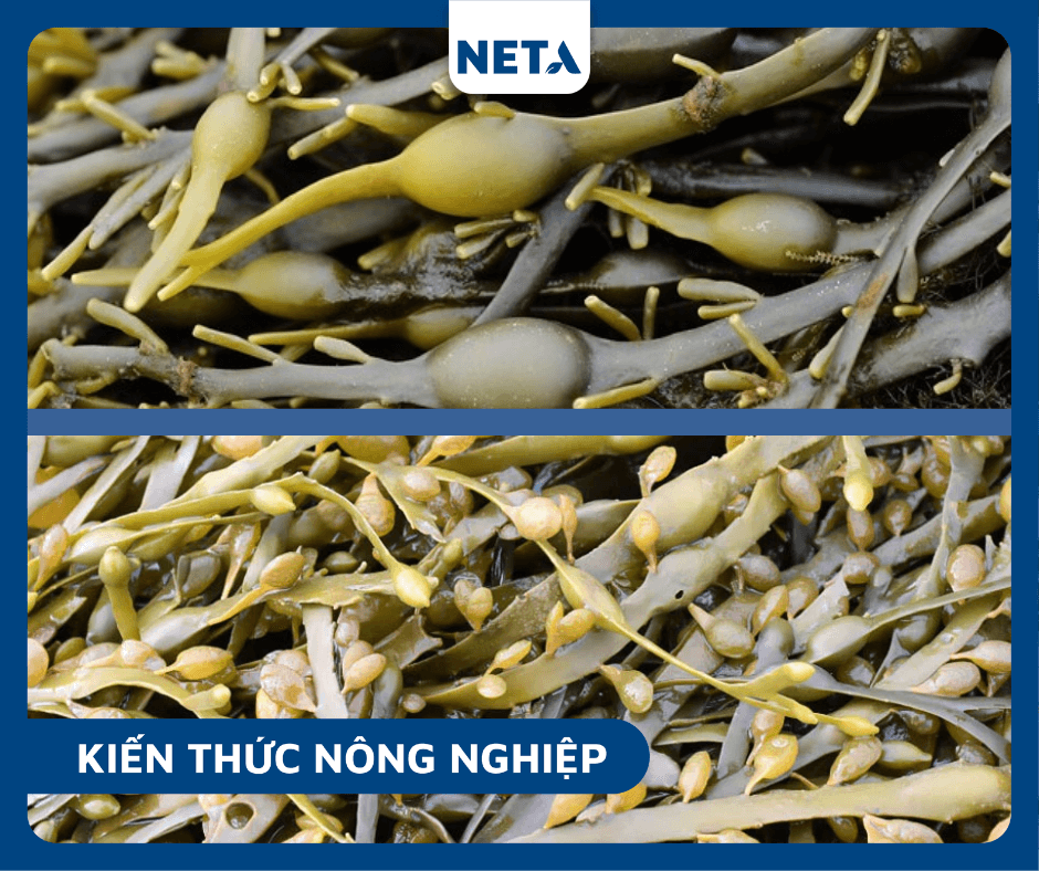 Thanh-phan-cua-tao-nau-ascophyllum-nodosum-co-nhieu-tac-dung-cho-cay-trong