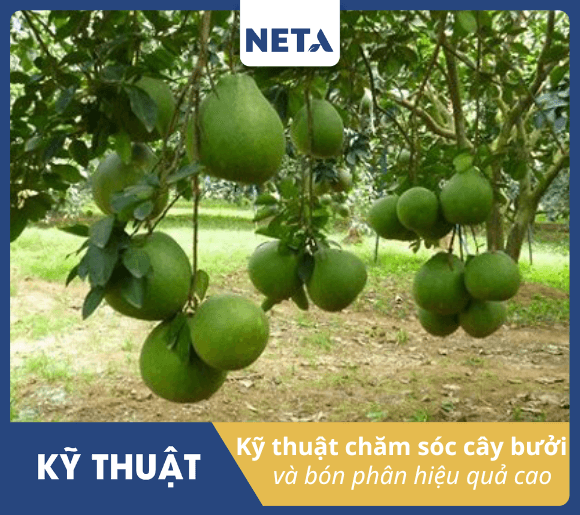 Ky-thuat-cham-soc-cay-buoi