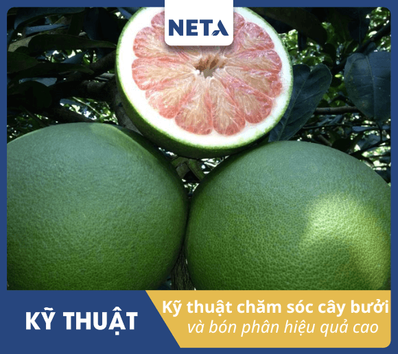 Nhung-dieu-can-biet-de-phat-huy-ky-thuat-cham-soc-cay-buoi-hieu-qua